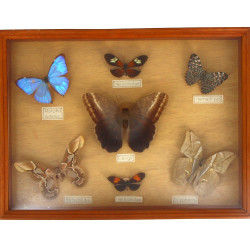 Vitrine de papillons divers