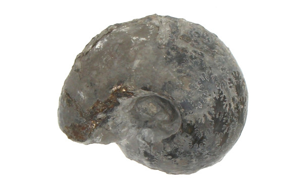 Ammonite Goliathus, famille des Cardioce