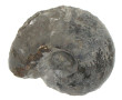 Ammonite Goliathus, famille des Cardioce