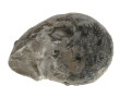 Ammonite Goliathus, famille des Cardioce