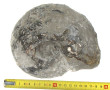 Ammonite Goliathus, famille des Cardioce