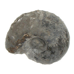 Ammonite Goliathus, famille des Cardioce