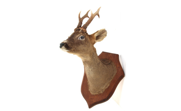 Trophée de chasse "Chevreuil" sur écusso
