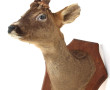 Trophée de chasse "Chevreuil" sur écusso