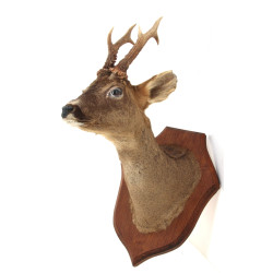 Trophée de chasse "Chevreuil" sur écusso