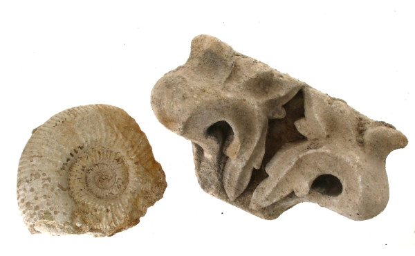 Fragment d'ammonite fossile diam 17 cm e