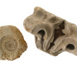 Fragment d'ammonite fossile diam 17 cm e