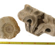 Fragment d'ammonite fossile diam 17 cm e