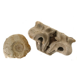 Fragment d'ammonite fossile diam 17 cm e