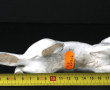 Hermine en porcelaine, L 20 cm (un petit