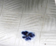 "Marchande de fleurs" sujet en biscuit H