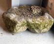 Auge sortie du jardin 44 x 33 x 17 cm
