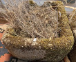 Auge sortie du jardin 50 x 38x 23 cm