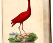 EMM. LEMAOUT "Le Jardin des Plantes", Mu