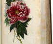 EMM. LEMAOUT "Le Jardin des Plantes", Mu