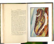 D. Louis MOULE "Les poissons", 10 volume