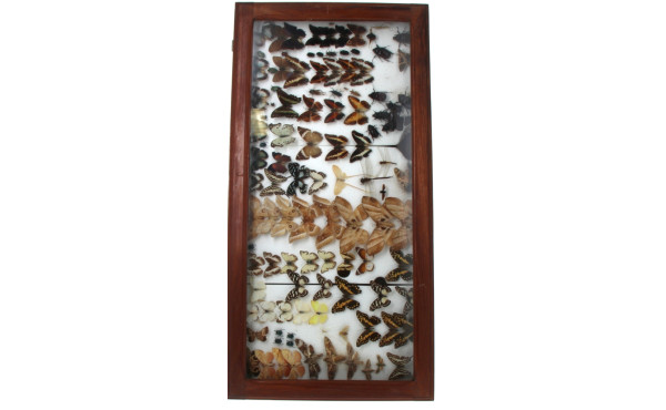 ENTOMOLOGIE LEPIDOPTEROLOGIE - Grande vi