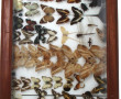 ENTOMOLOGIE LEPIDOPTEROLOGIE - Grande vi