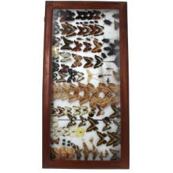 ENTOMOLOGIE LEPIDOPTEROLOGIE - Grande vi