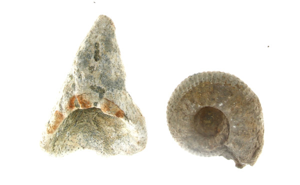 FOSSILES - Dent de requin géant préhisto