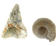 FOSSILES - Dent de requin géant préhisto