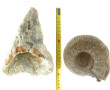 FOSSILES - Dent de requin géant préhisto