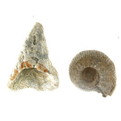 FOSSILES - Dent de requin géant préhisto