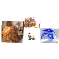 Lot comprenant qq coquillages, minéraux,