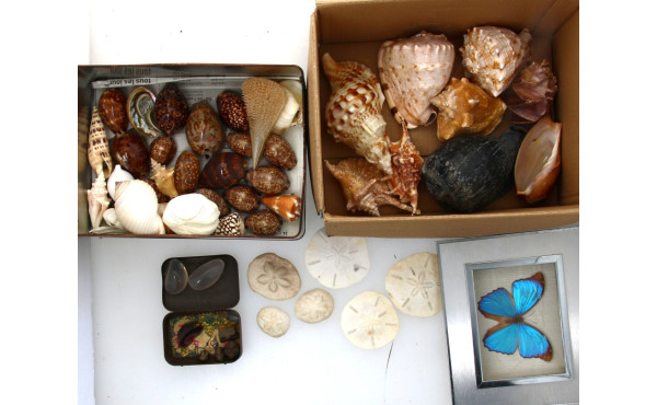 Thème Histoire Naturelle : Lot de coquil