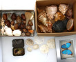 Thème Histoire Naturelle : Lot de coquil