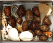 Thème Histoire Naturelle : Lot de coquil
