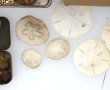 Thème Histoire Naturelle : Lot de coquil