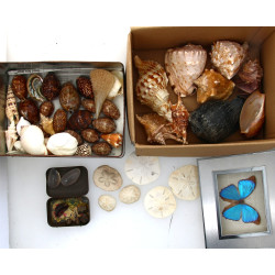 Thème Histoire Naturelle : Lot de coquil