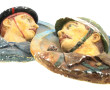 Deux médaillmons en plâtre patiné décor 