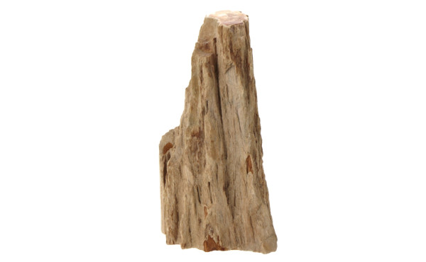 Fragment de bois pétrifié, l'extérieur l