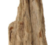 Fragment de bois pétrifié, l'extérieur l