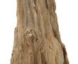 Fragment de bois pétrifié, l'extérieur l
