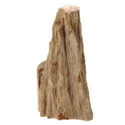 Fragment de bois pétrifié, l'extérieur l