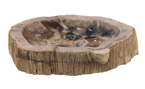 Belle coupe en bois pétrifié taillée dan
