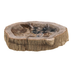 Belle coupe en bois pétrifié taillée dan