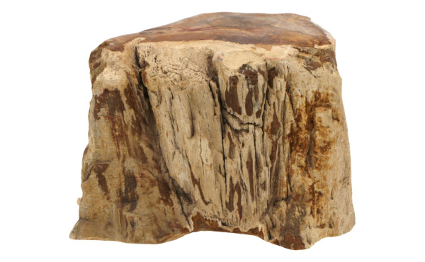 Fragment de bois pétrifié, probablement 