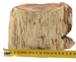 Fragment de bois pétrifié, probablement 