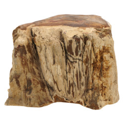 Fragment de bois pétrifié, probablement 