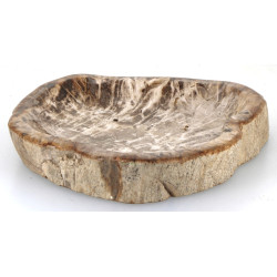 Importante coupe en bois pétrifié creusé