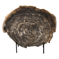 Importante tranche de bois pétrifié prés
