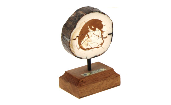 Coupe de défense fossilisée de mammouth 