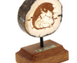Coupe de défense fossilisée de mammouth 