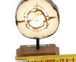 Coupe de défense fossilisée de mammouth 
