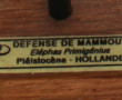 Coupe de défense fossilisée de mammouth 