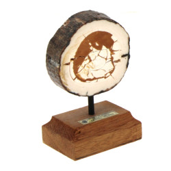 Coupe de défense fossilisée de mammouth 